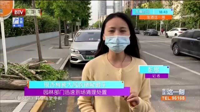 银杏树被大风吹倒险砸车 园林部门迅速到场清理处置