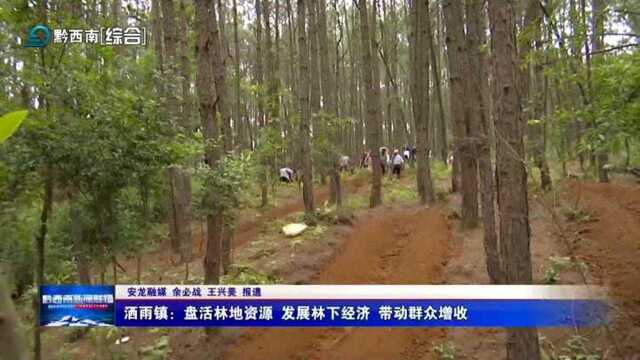 洒雨镇:盘活林地资源 发展林下经济 带动群众增收