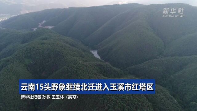 云南15头野象继续北迁进入玉溪市红塔区