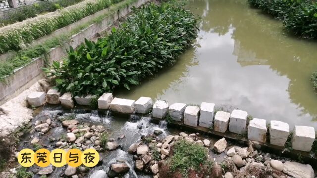 夏天的东莞清溪文化公园,生机勃勃