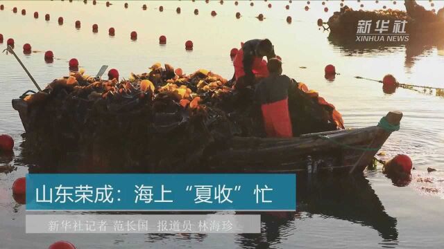 山东荣成:海上“夏收”忙