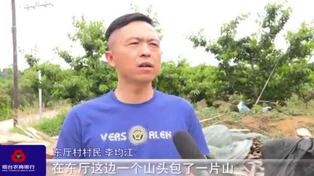 烟台农商银行助力果农奋战“樱桃季”