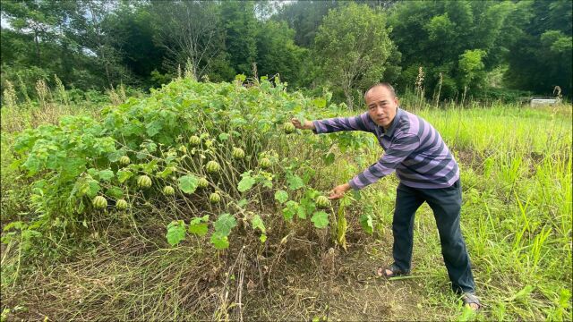 “牙痛果”认识吗?农田里有很多,果实皮色像西瓜,带你了解一下