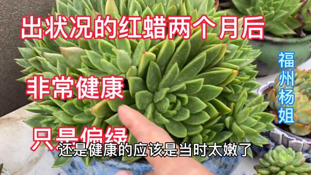 两个月前大盆红蜡出状况及时挽救,现在状态如何?非常健康绿意葱茏!