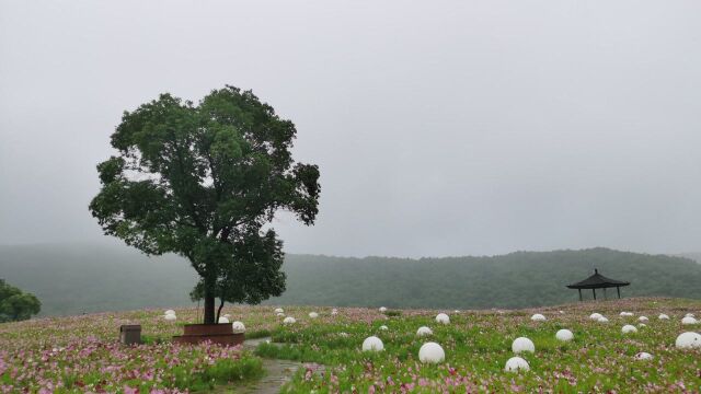 梵天花海是拈花小镇面积最大的景点,走进其中,仿佛在画中漫步