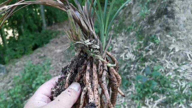 兰花茎腐病难治,什么原因导致茎腐病?兰友说:这三点是主要原因