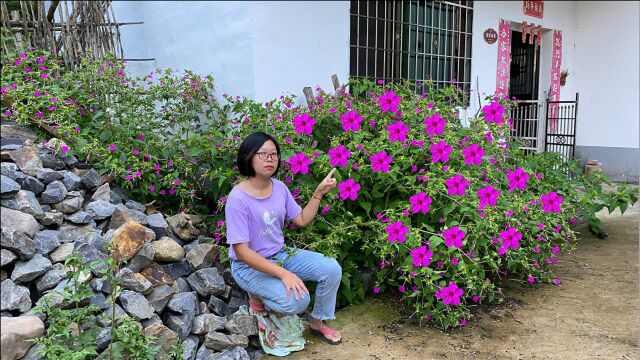 农村越来越少见的“地雷花”,很多人不了解,若遇见了请好好珍惜