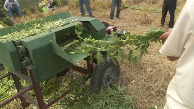 剥麻机也玩“金蝉脱壳”?牛人发明剥麻机,20个人工都直呼比不过