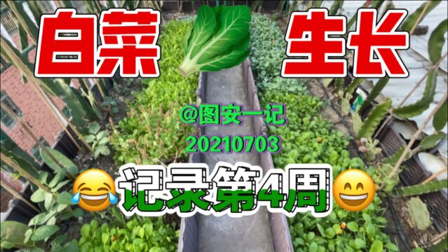 【图安一记】楼梯顶白菜生长记录第4周