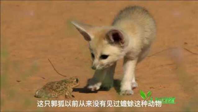 郭狐幼崽学习捕猎,路遇大摇大摆的蟾蜍,小郭狐的反应太搞笑了