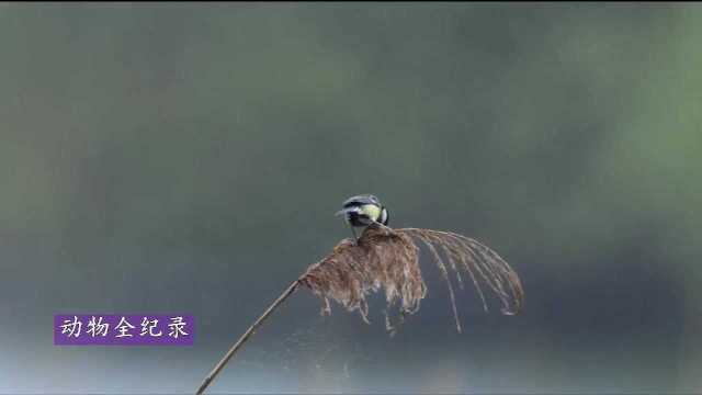 家乡的芦苇荡,春色映照下的鸟儿们!