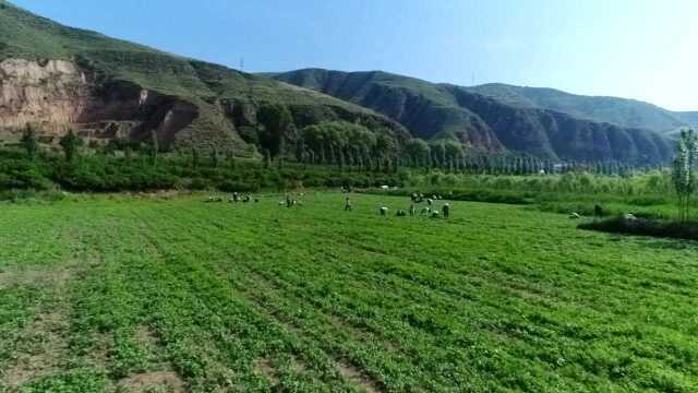 (单)阳坪乡田家湾村香菜种植让农民尝到甜头 