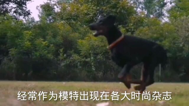 德意志五大猛犬,被誉为犬中五虎将