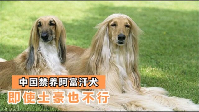 为什么我国“禁养”阿富汗犬?即使再有钱也不行?看完你还敢养吗