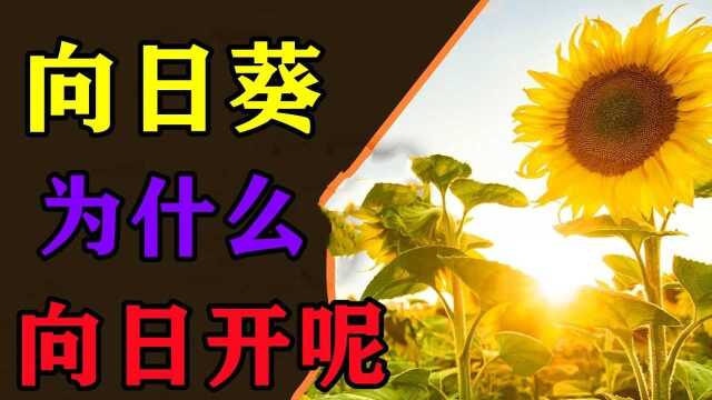 为什么向日葵是朝着太阳开的?专家道出实情,答案有些不可思议#知识ˆ’知识抢先知#