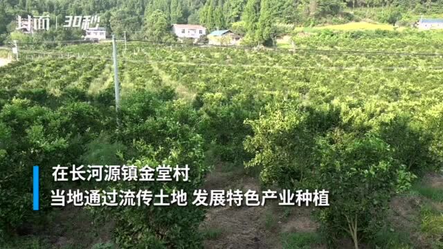 小康圆梦|四川安岳这个村深挖“特色” 夯实乡村振兴产业发展基石