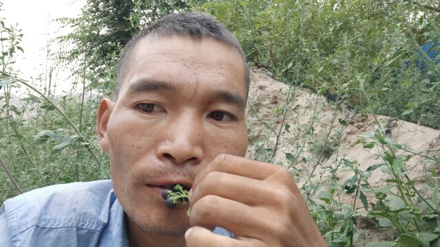 关于野生中药植物龙葵,你们知道多少