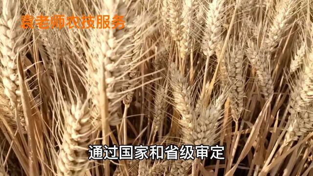 这几个强筋小麦品种,亩产均超700公斤,将成为黄淮主导小麦品种