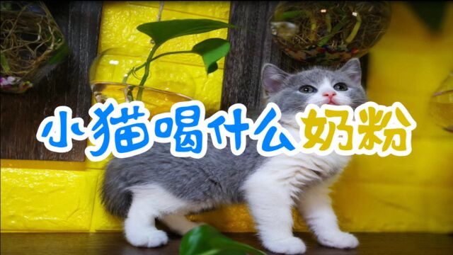 小猫喝什么奶粉