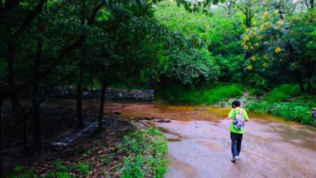 北京近郊这个地方野溪山林超级美,雨后道边木耳蘑菇到处都是.