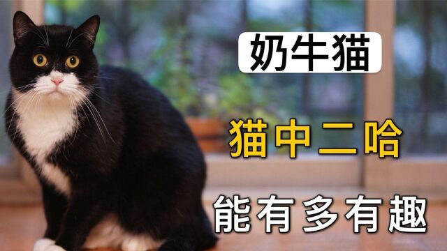 萌宠系列:一种极端猫星人,要么甜到腻人,要么丑的发慌,他叫什么名字呢#明日创作计划短视频挑战赛#