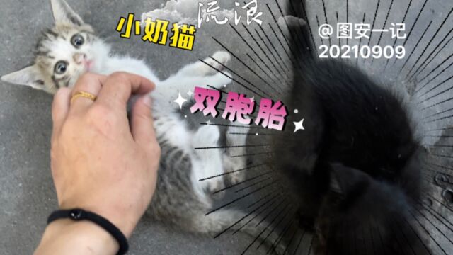 【图安一记】流浪小奶猫双胞胎和独牙母猫