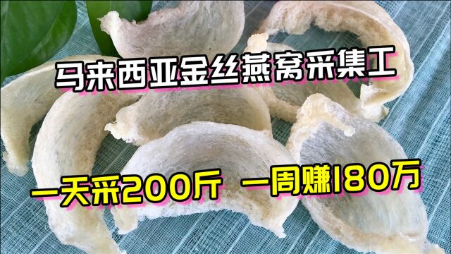 马来西亚金丝燕窝采集工,一天采200斤,一周赚180万