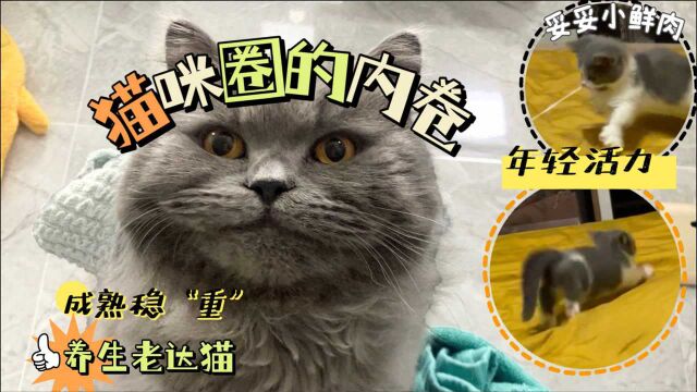 猫咪圈的内卷行为,活力小奶猫VS稳重养生猫,谁才是你的菜?