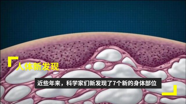 人体新发现:近些年来,科学家们所发现的7个新的身体部位