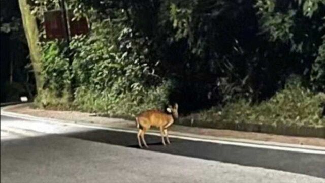 广州白云山现保护动物黄猄,白云山:黄猄出没已经有好几年