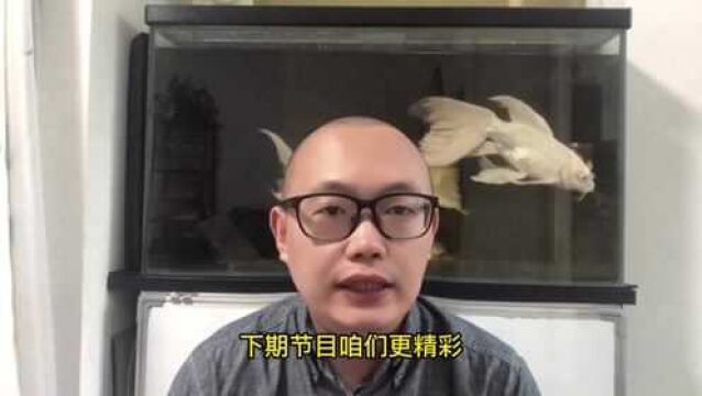 养鱼养几条合适?有什么讲究?