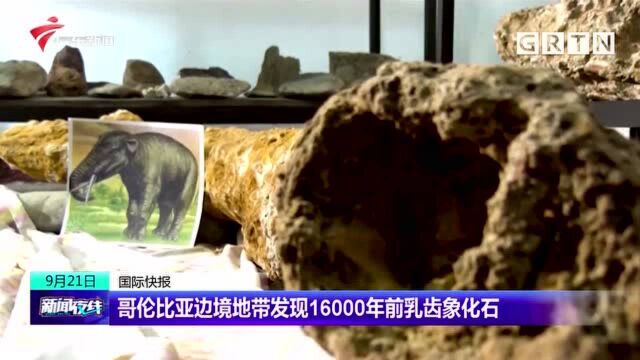 哥伦比亚边境地带发现16000年前乳齿象化石