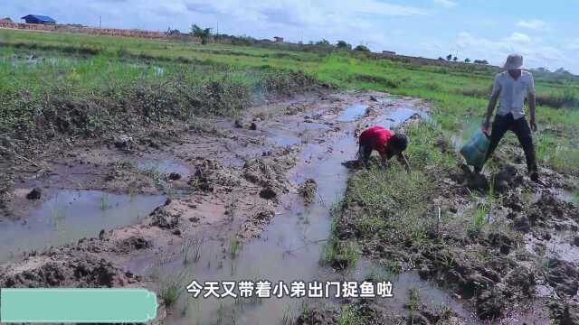 野外即将干涸的稻田,大叔从泥土里拖出一条红尾鱼,这下可发财了