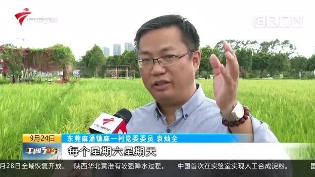 东莞麻涌:多种水稻 丰收节“画”丰收