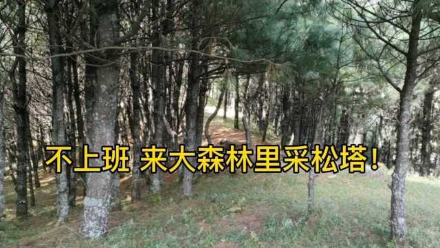 云南大山采特产!松塔太少了!