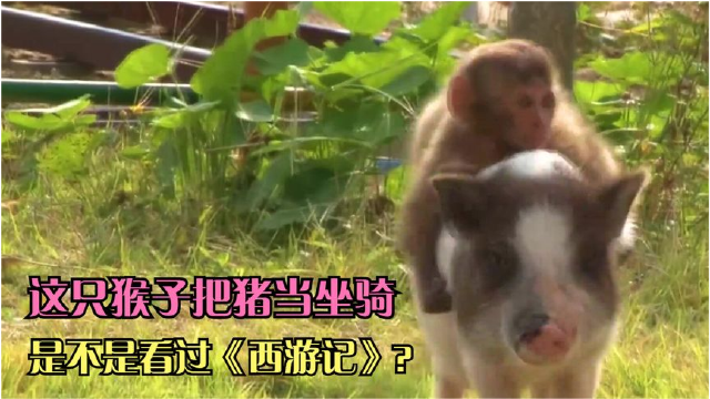 猴子把猪当成坐骑,没想到猪比它聪明.