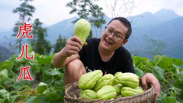 邻居家的虎儿瓜熟了,摘一背篼回家尝尝鲜,你们吃过这种蔬菜吗?