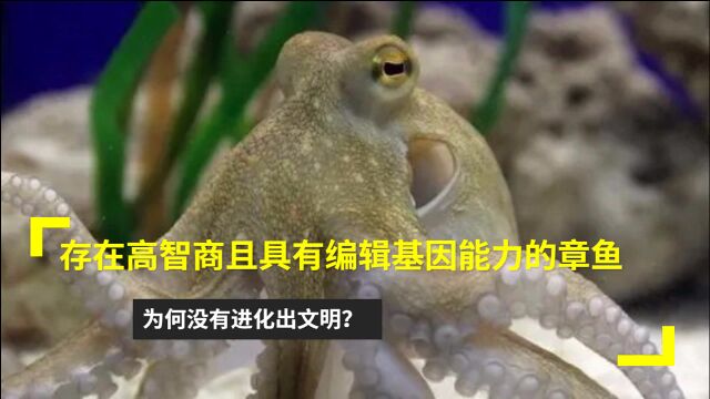 章鱼有9个大脑能编辑基因,智商非常高,竟然没能发展出文明?