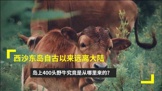 西沙东岛自古以来远离大陆,岛上400头野牛究竟是从哪里来的?