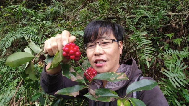 大山里发现珍贵而稀少的野果“洒饭团”很诱人,拍给大家认识一下