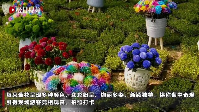 炫彩“幸福菊”亮相武汉金秋菊展