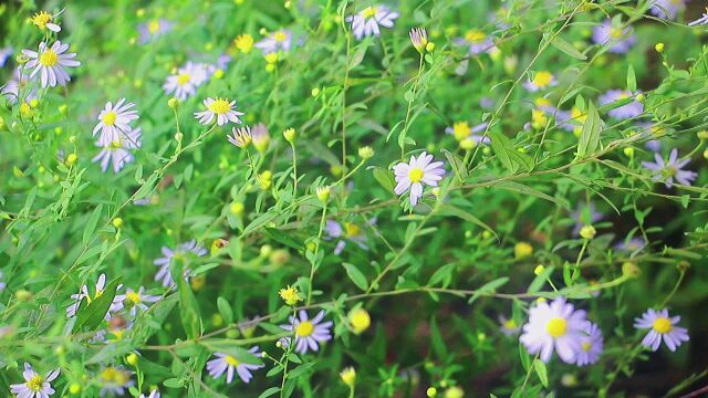 诗三百诵读版 杜甫 江南逢李龟年 正是江南好风景 落花时节又逢君