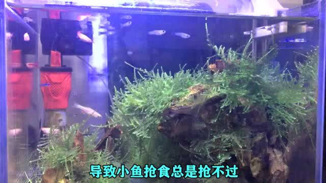 之前生的小鱼,已经长得这么大了 #孔雀幼鱼 #养鱼日记 #孔雀鱼