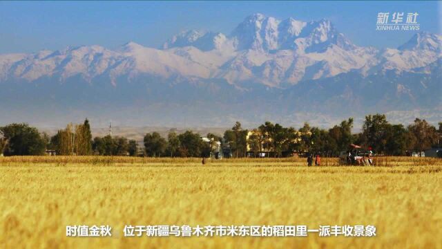 天山稻海 丰收美景