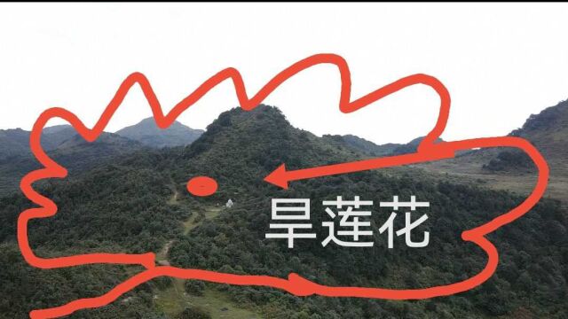 藏在西南深山里的名地“旱莲花”结地花蕊太美了,难得一见