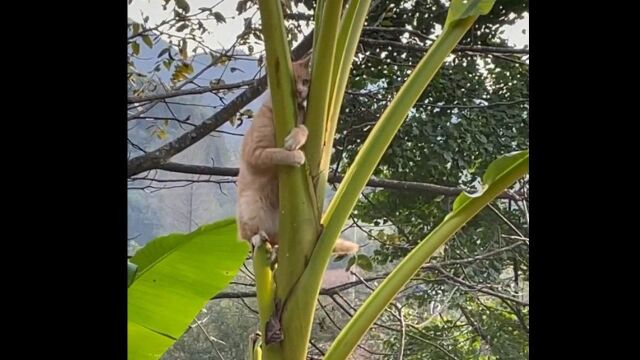 猫咪社死行为图鉴