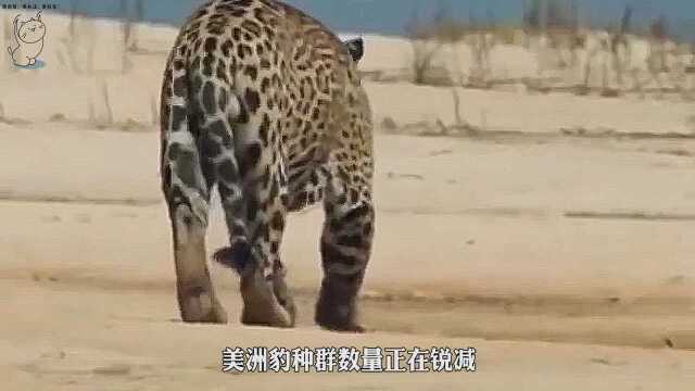 美洲豹捕猎有多猛?这是它猎杀鳄鱼的真实场景,一招致命!