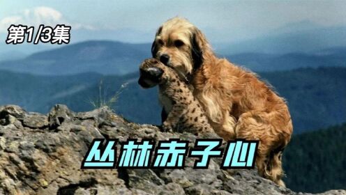 《丛林赤子心》01，一条流浪狗成了狮子的妈妈，超感人的催泪电影！#好片推荐官#