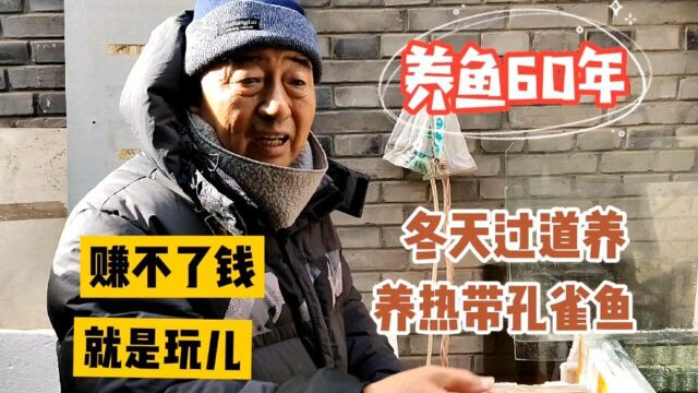 北京大爷养鱼60年,过道养热带鱼,不挣钱,就是玩,听听他如何养鱼