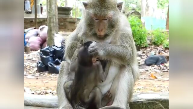 小猴子被母猴子暴打